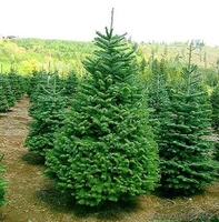 Продам Пихты Сосны Для Нового Года - Изображение #3, Объявление #1339694