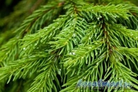 Елка оптом в Астане - Изображение #1, Объявление #1348586