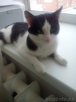 Отдам в хорошие руки бесплатно - Изображение #2, Объявление #1346502