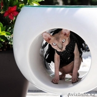 Канадский сфинкс питомник Cassiopeia - Изображение #3, Объявление #1370367