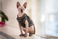 Питомник Cassiopeia канадский сфинкс - Изображение #1, Объявление #1370372