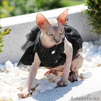 Канадский сфинкс питомник Cassiopeia - Изображение #1, Объявление #1370367