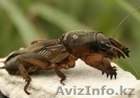 Самые лучшие отборные Казахстанские медведки в Астане - Изображение #2, Объявление #1390934