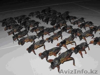 Самые лучшие отборные Казахстанские медведки в Астане - Изображение #1, Объявление #1390934