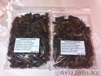 Самые лучшие отборные Казахстанские медведки в Астане - Изображение #3, Объявление #1390934