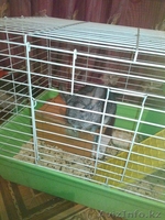 Продам Шиншиллу(девочка) Аврора с клеткой - Изображение #2, Объявление #1461780