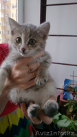 котята ищут добрых и порядочных хозяев - Изображение #2, Объявление #1472033