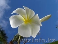 Услуги Гидов, экскурсоводов, переводчиков, транспорт, сопровождение - Изображение #1, Объявление #1496503