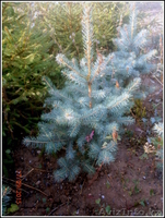 саженцы ели обыкновенной,сибирской,канадской - Изображение #2, Объявление #1306821