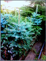 саженцы ели обыкновенной,сибирской,канадской - Изображение #4, Объявление #1306821