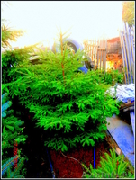 саженцы ели обыкновенной,сибирской,канадской - Изображение #5, Объявление #1306821