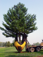 посадка деревьев и кустарников астана - Изображение #2, Объявление #1519344