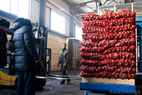 Eurasian Bridge - Изображение #3, Объявление #1532218