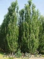 Саженцы : Ель Сибирская , Сосна , Береза , Тополь , Туя , Можжевельник - Изображение #5, Объявление #1512752