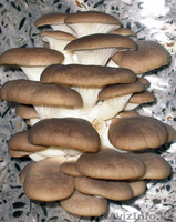 Ищу инвестора или бизнес партнера для уникального производства Или возьму зака - Изображение #4, Объявление #1550584