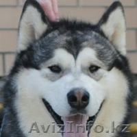 маламуты щенки от чемпионов - Изображение #3, Объявление #1558514