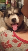 Щенок сибирской хаски, 60000тг - Изображение #3, Объявление #1565378
