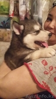Щенок сибирской хаски, 60000тг - Изображение #2, Объявление #1565378