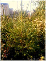 саженцы ели обыкновенной,сибирской,колючей - Изображение #3, Объявление #1575279