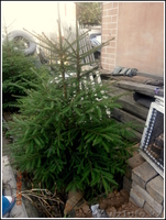 саженцы ели обыкновенной,сибирской,колючей - Изображение #7, Объявление #1575279
