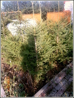 саженцы ели обыкновенной,сибирской,колючей - Изображение #8, Объявление #1575279