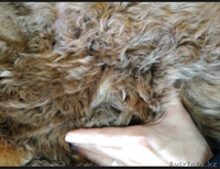 Продаем замечательные и пушистые  ковры из шерсти Альпака  - Изображение #3, Объявление #1579781