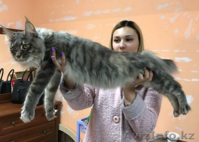Стрижка кошек и собак без наркоза в Астане - Изображение #2, Объявление #1589542