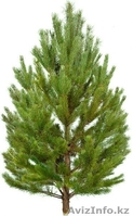 Новогодние хвойные деревья оптом - Ель, Пихта, Сосна - Изображение #1, Объявление #1594328