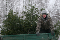 Новогодние хвойные деревья оптом - Ель, Пихта, Сосна - Изображение #2, Объявление #1594328