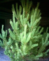 Новогодние хвойные деревья оптом - Ель, Пихта, Сосна - Изображение #5, Объявление #1594328