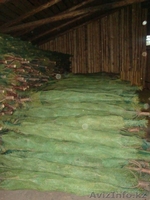 Новогодние хвойные деревья оптом - Ель, Пихта, Сосна - Изображение #6, Объявление #1594328