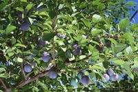 Продажа саженцев Голубая ель, ель сибирская, сосна, береза, тополь, яблоня,ива - Изображение #6, Объявление #1607689