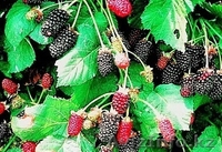 Продажа саженцев Голубая ель, ель сибирская, сосна, береза, тополь, яблоня,ива - Изображение #7, Объявление #1607689