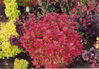 Продажа саженцев Голубая ель, ель сибирская, сосна, береза, тополь, яблоня,ива - Изображение #3, Объявление #1607689