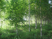 Продажа саженцев Голубая ель, ель сибирская, сосна, береза, тополь, яблоня,ива - Изображение #9, Объявление #1607689