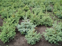 Продажа саженцев Голубая ель, ель сибирская, сосна, береза, тополь, яблоня,ива - Изображение #1, Объявление #1607689