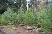 Продажа саженцев Голубая ель, ель сибирская, сосна, береза, тополь, яблоня,ива - Изображение #8, Объявление #1607689