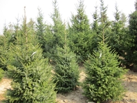 Продажа саженцев Голубая ель, ель сибирская, сосна, береза, тополь, яблоня,ива - Изображение #2, Объявление #1607689