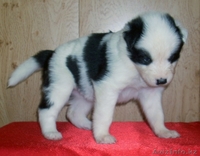 щенки северной собаки - Изображение #3, Объявление #1609641