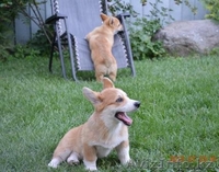 Карликовая овчарка Вельш Корги Пемброк, любимая порода английской королевы. - Изображение #2, Объявление #1628760