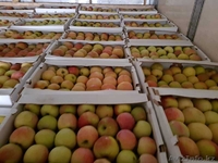 Продам оптом яблоки  - Изображение #2, Объявление #1638714