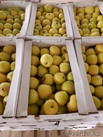 Продам оптом яблоки  - Изображение #4, Объявление #1638714