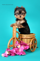 Щенки йоркширского терьера от Ирлайн-дог - Изображение #4, Объявление #1724313