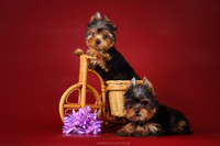 Щенки йоркширского терьера от Ирлайн-дог - Изображение #5, Объявление #1724313