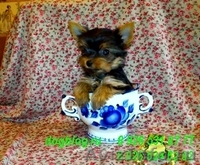 Щенки йоркширского терьера.  - Изображение #3, Объявление #579695