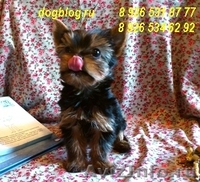 Щенки йоркширского терьера.  - Изображение #4, Объявление #579695