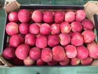 Польские яблоки осенне-зимней линейки от производителя  - Изображение #2, Объявление #1038905