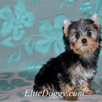 Йоркширский терьер, элитные малютки! - Изображение #2, Объявление #812617