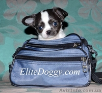 Чихуахуа, щенки VIP класса - Изображение #5, Объявление #881467