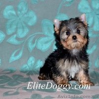 Йоркширский терьер, элитные малютки! - Изображение #4, Объявление #812617